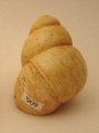 Snail, Viviparus diluvianis, Tertiary period