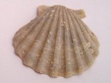 Bivalve, Pecten sp., Tertiary period