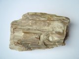 Petrified wood, Tertiary period
